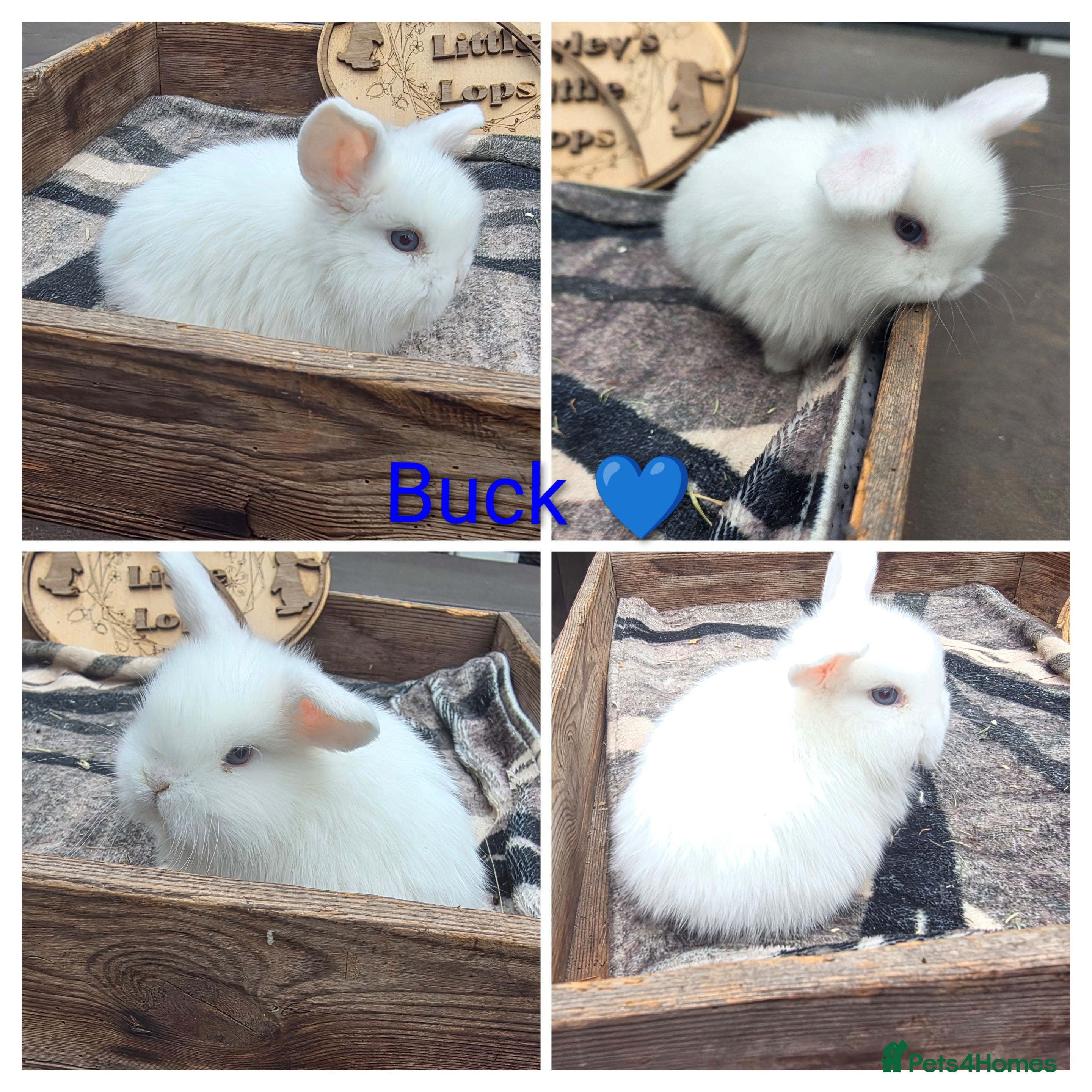 Mini Lop rabbits Gorgeous pure breed mini lops  - Advert 6
