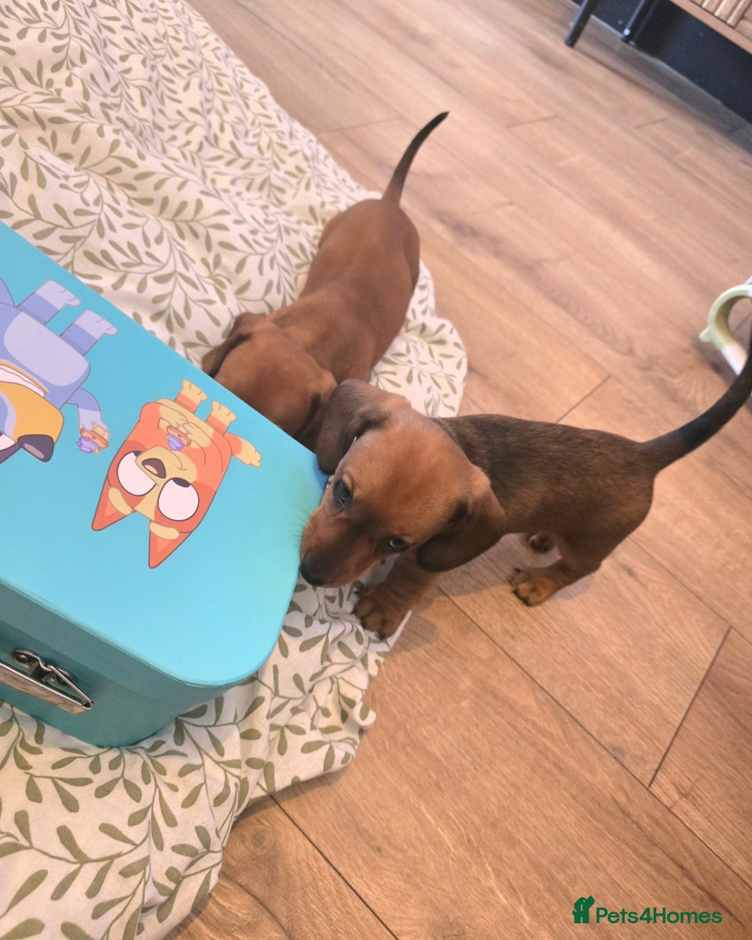 Miniature Dachshund dogs for sale: Miniature Dachshunds Seeking Forever Homes 3 LEFT - Advert 10