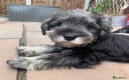 Miniature Schnauzer dogs for sale: *Ready Now* KC Miniature Schnauzers Fully Vacs - Image 4