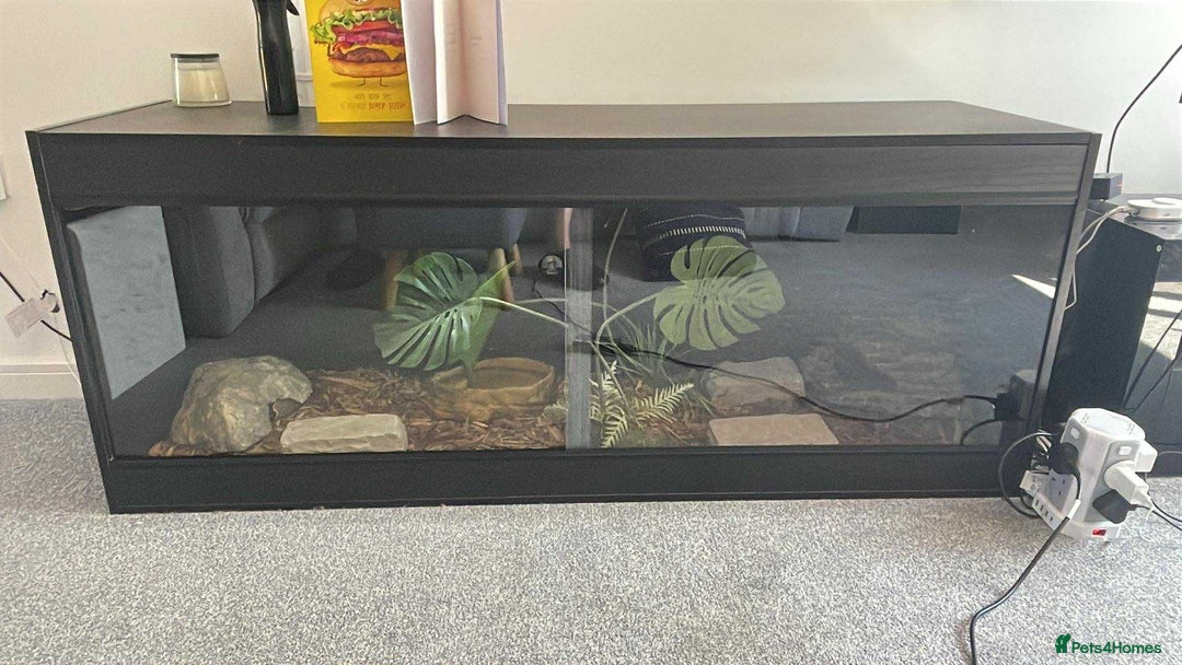 Python Snake reptiles for sale: Royal Python Three Years Old - Image 1