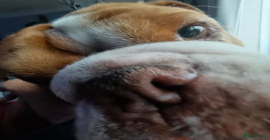 English Bulldog dogs Bulldog for sale - Advert 9