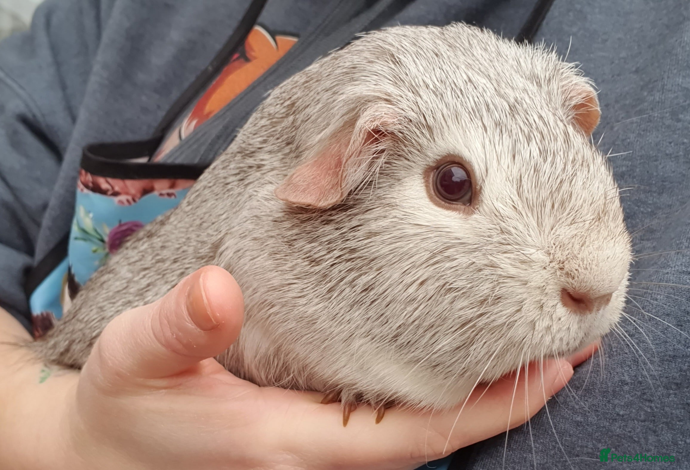 Guinea Pig rodents guinea pigs  - Advert 11