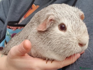 Guinea Pig rodents guinea pigs - Advert 11
