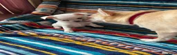 Chihuahua dogs for sale: Meet the Magnificent 7 - Advert 34