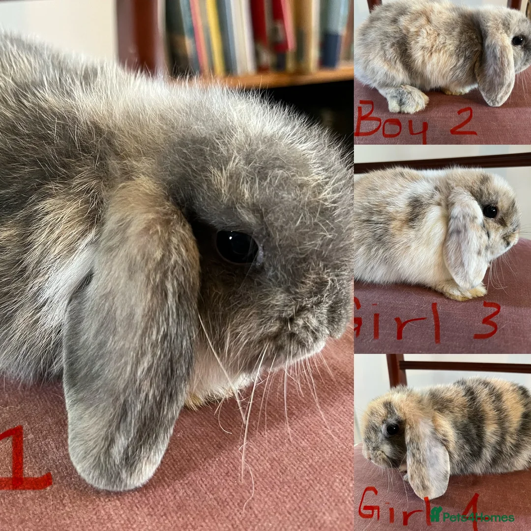 Mini Lop rabbits for sale: Beautiful Mini Lop Babies in Loughborough - Advert 1