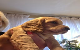 Cocker Spaniel dogs for sale: Beautiful and sweet puppy😊 - Image 9
