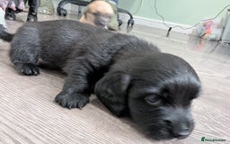 Dachshund dogs for sale: Dachshund x puppies male 2x long haired  - Image 31