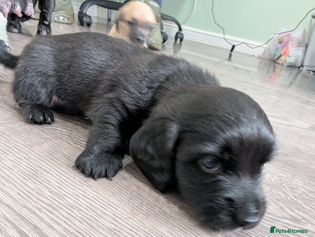 Dachshund dogs for sale: Dachshund x puppies male 2x long haired  - Image 31