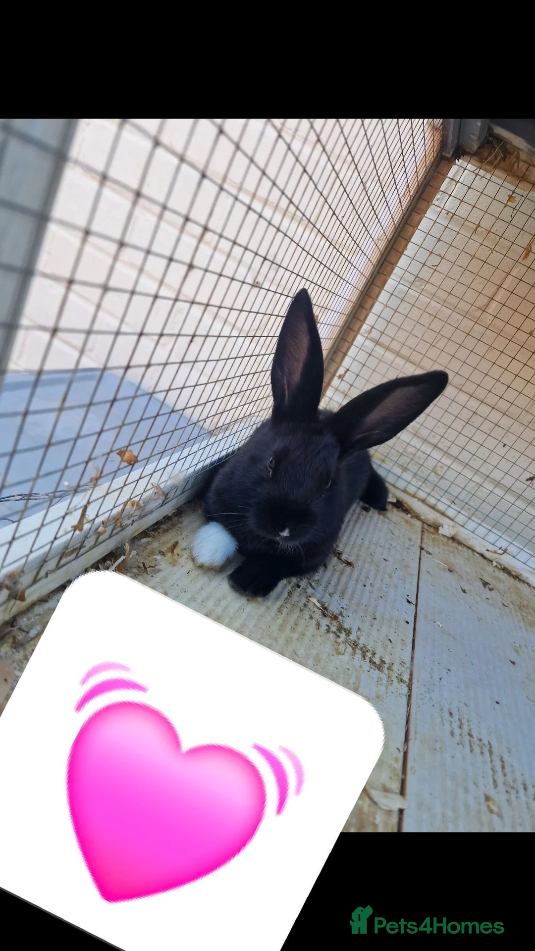 Mixed Breed rabbits for sale: 5 baby bunnies - Advert 2