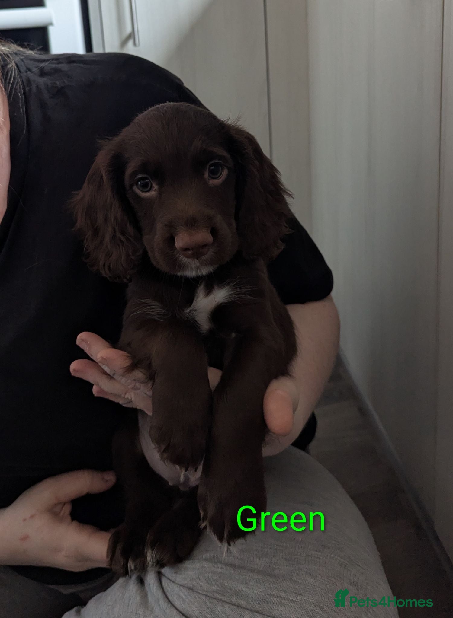 Sprocker dogs Beautiful Sprocker Puppies  - Advert 1