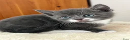 Mixed Breed cats for sale: Kittens for Sale £160 - Advert 23