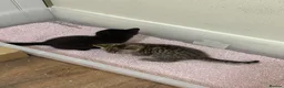 Domestic Shorthair cats for sale: 12 wk old tabby kitten in Corwen - Advert 9