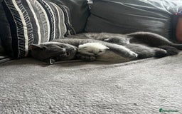 British Shorthair cats for sale: British short haired kittens  - Image 7