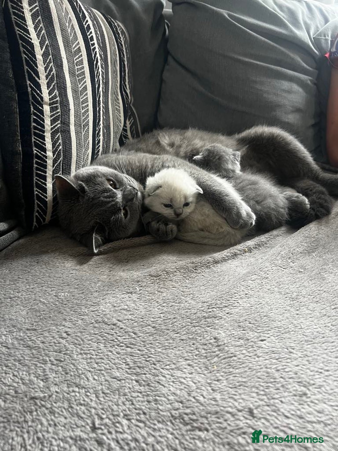 British Shorthair cats for sale: British short haired kittens  - Image 7