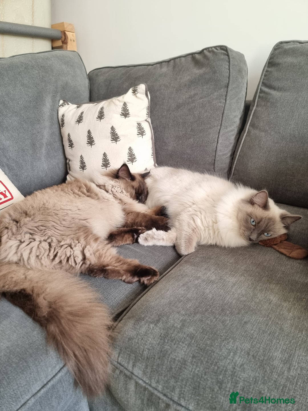 Ragdoll cats for sale: Ragdoll Kittens  - Image 12