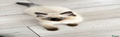 Ragdoll Kitten 1