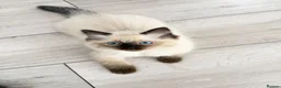 Ragdoll cats for sale: Ragdoll kittens  - Advert 13