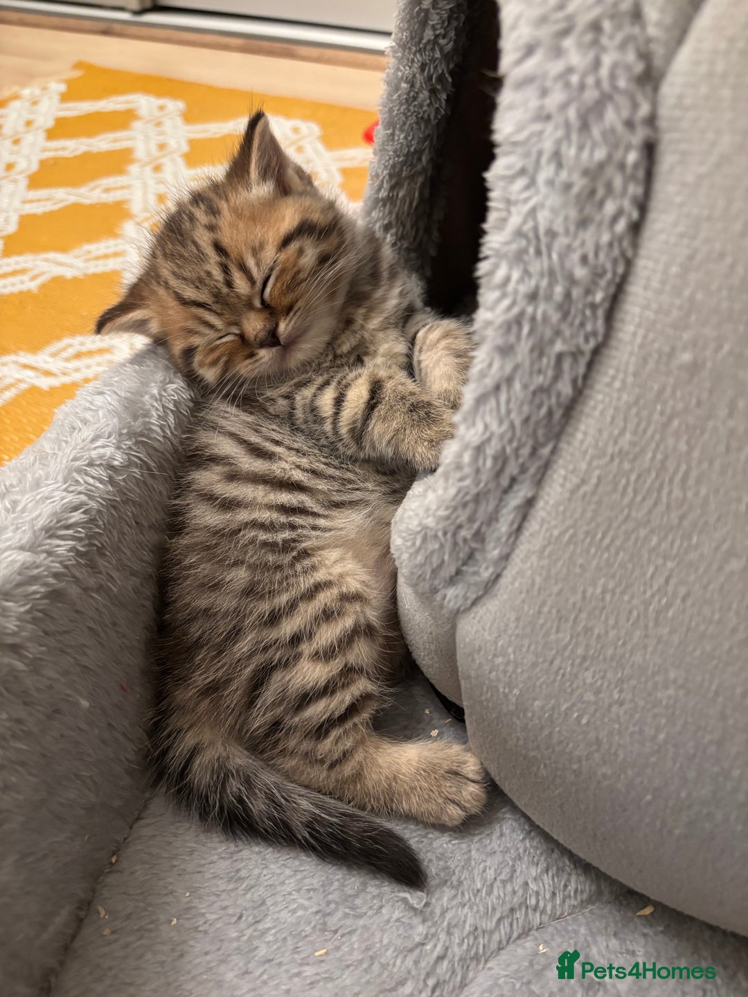 British Shorthair cats for sale: British Shorthair boys  - Advert 5