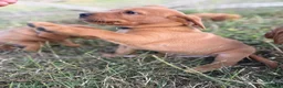 Labrador Retriever dogs for sale: FOX RED PUPPY’S - Advert 13