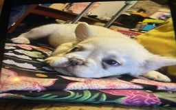 French Bulldog dogs for sale: 🐾 7 of the most Loving French Bulldogs 🐾🐶🩷 - Image 22