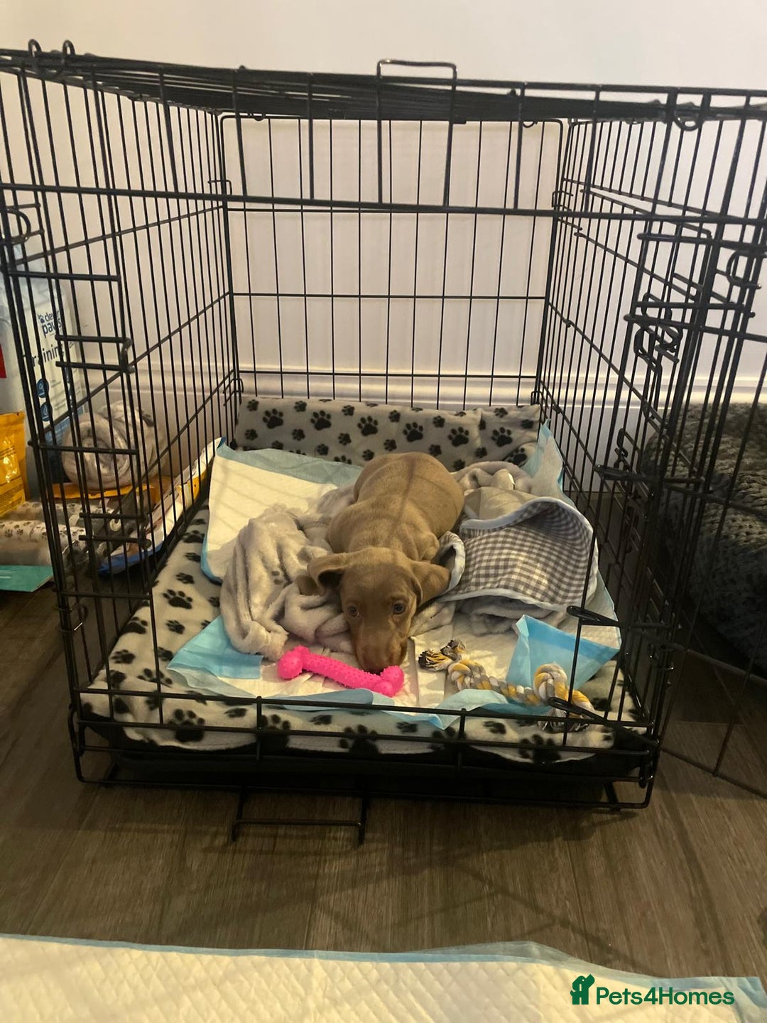 Miniature Dachshund dogs for sale: Miniature Dashshund Puppy - Advert 7