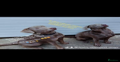 Labradoodle dogs in South Shields - Advert 3