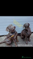 Labradoodle dogs in South Shields - Advert 7