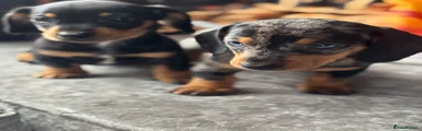 Miniature Dachshund puppy silver dapple