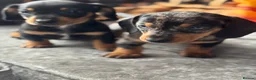 Miniature Dachshund dogs for sale: Miniature dachshund puppies🥰£750 - Advert 3