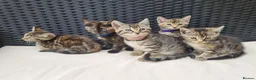 Maine Coon cats for sale: Beautiful 3/4 Maine Coon cross Kittens - Advert 2