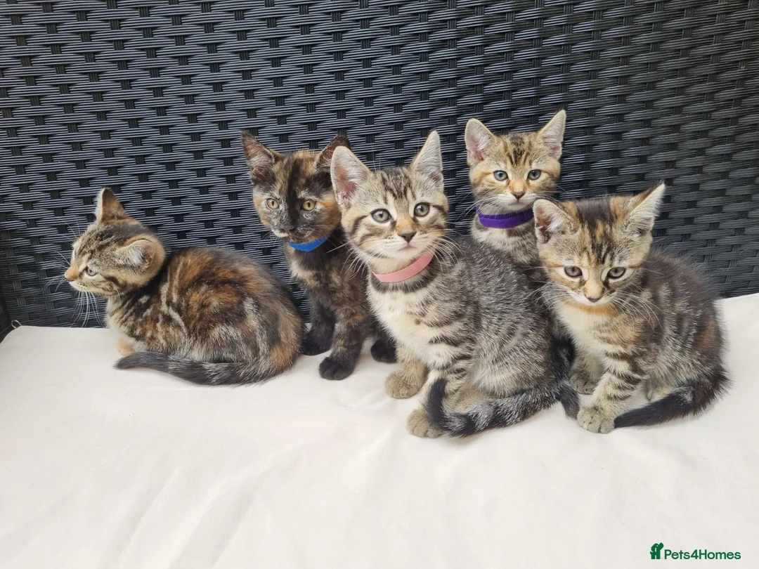 Maine Coon cats for sale: Beautiful 3/4 Maine Coon cross Kittens - Advert 2