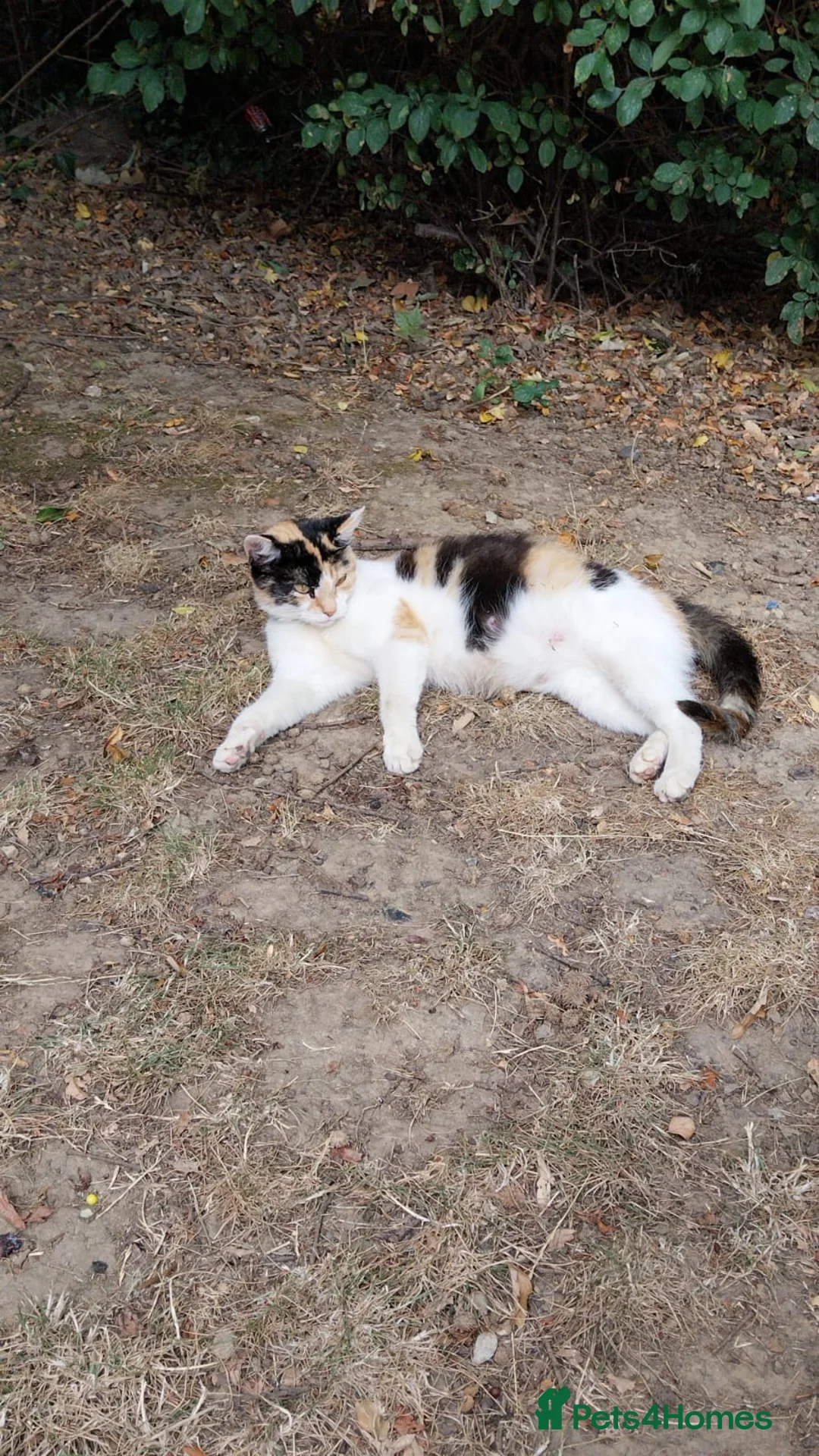 Mixed Breed cats for sale: Male Tabby Kitten in West Malling - Advert 2