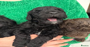 Standard Poodle dogs 4 GORGEOUS boys available KC registered S. Poodle  - Advert 3
