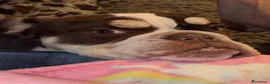 English Bulldog Puppy 1