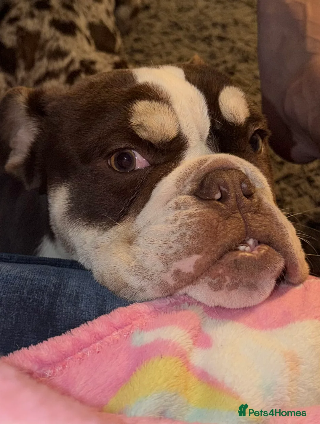 English Bulldog dogs for sale: Stunning 8 month old full English bulldog 💙 - Advert 4