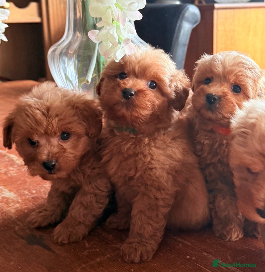Cairn Terrier dogs for sale: STUNNING F1 cairn-oodle puppies  - Image 7