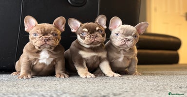 French Bulldog dogs - Advert 1