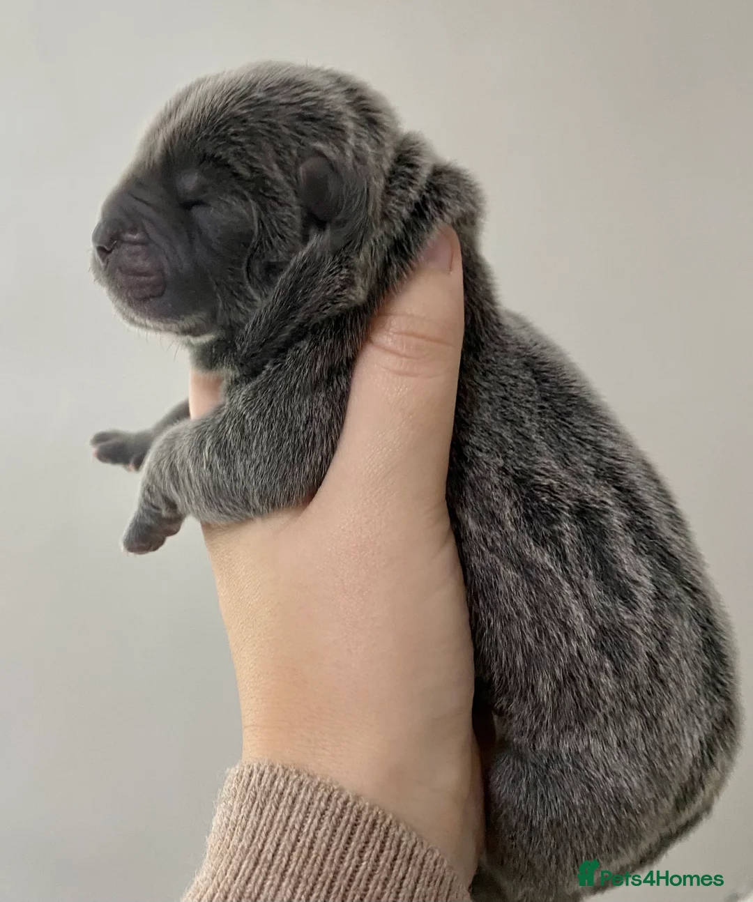 Chow Chow dogs for stud: HERSHEY the famous chocolate carrying blue. in Cheltenham - Advert 27