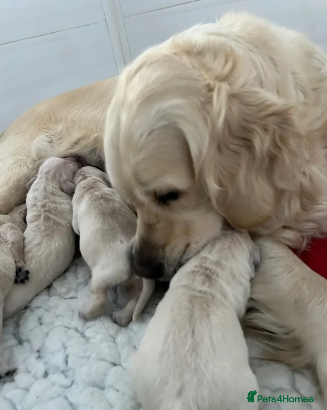 Golden Retriever dogs for sale: 💛✨chunky Golden retrievers looking for new 🏠‘s💛 in Leighton Buzzard - Advert 2