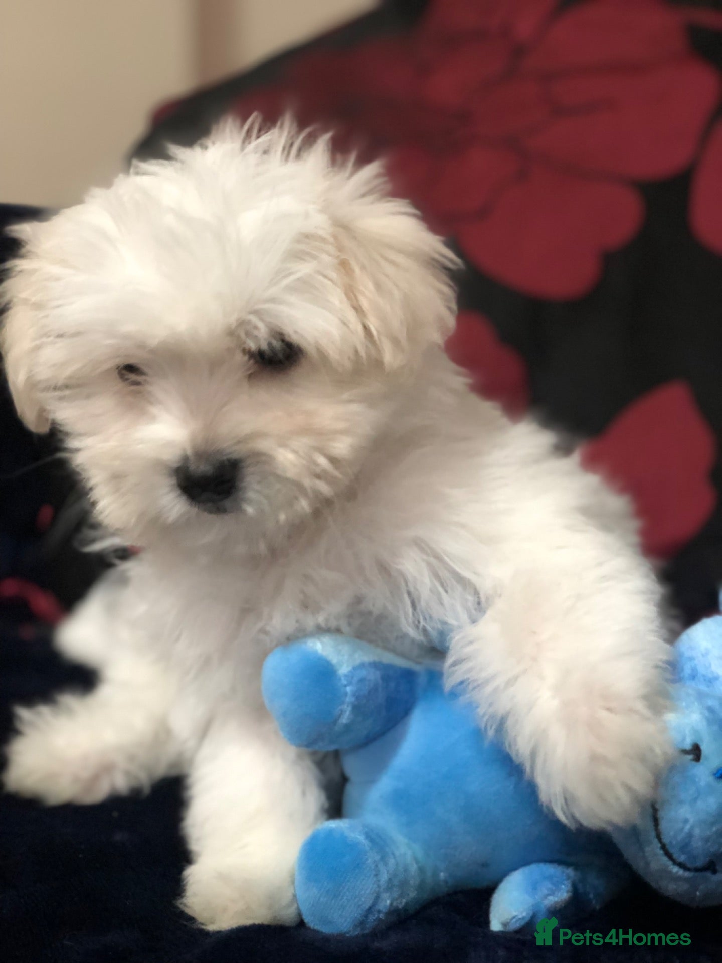 Mixed Breed dogs for sale: shihtzu / bichon x maltese  - Advert 2