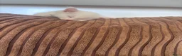 Mixed Breed cats for sale: Got three beautiful kittens for sale  in Canvey Island - Advert 2