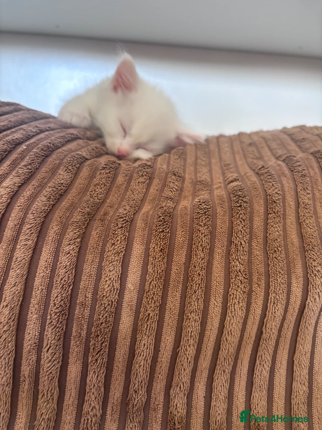 Mixed Breed cats for sale: Got three beautiful kittens for sale  in Canvey Island - Advert 2