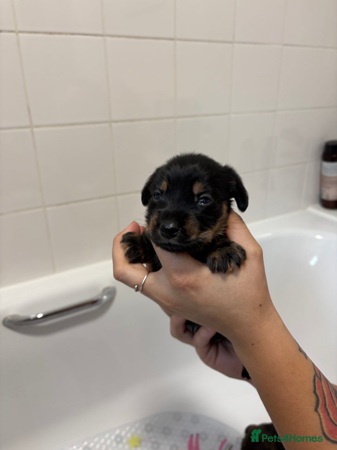 Mixed Breed dogs for sale: Dorkie puppies - Image 19
