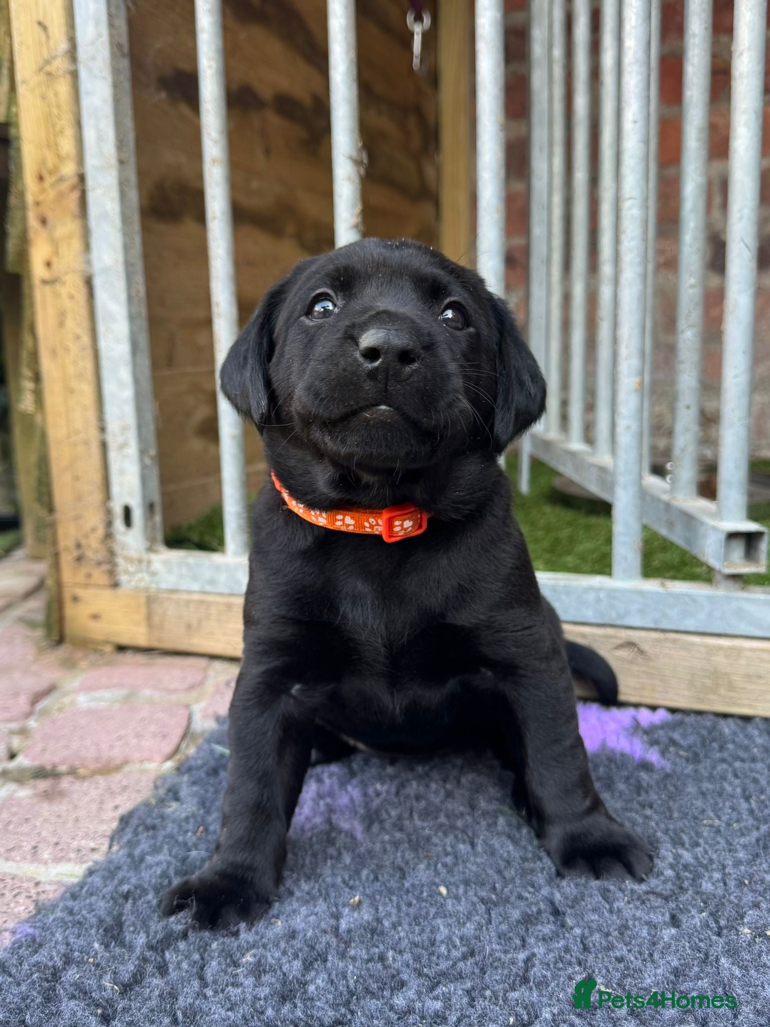 Labrador Retriever dogs LABRADOR RETRIEVER KC reg 2 girls left and 1 boy - Advert 2