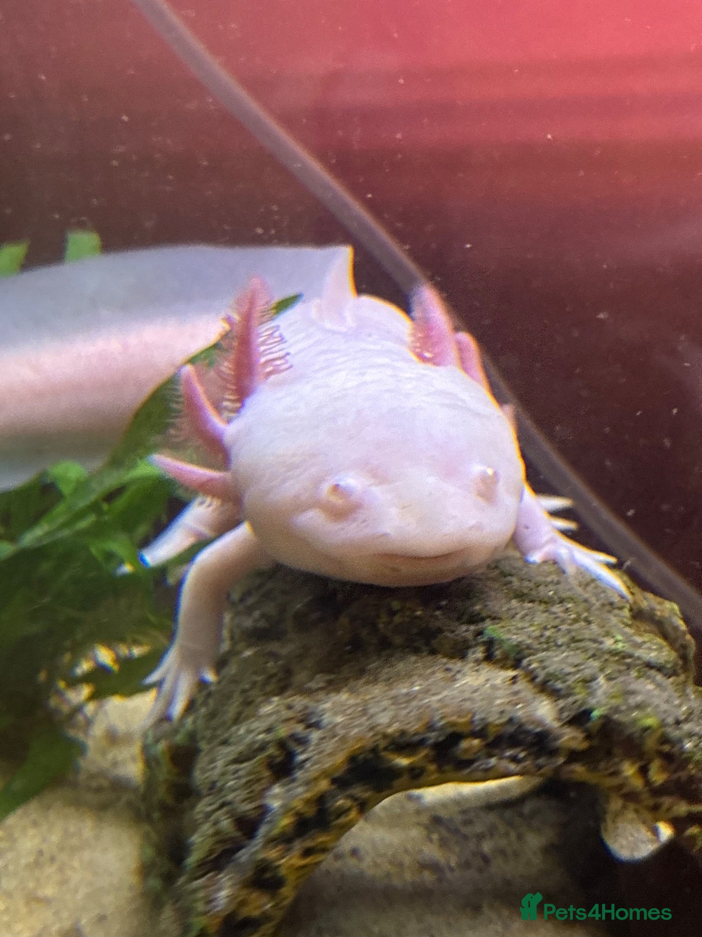 Axolotl reptiles for sale: Axolotl eggs  - Advert 3