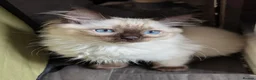 Ragdoll cats for sale: Purebred ragdoll brothers 🩵🩵🩵 - Advert 1