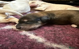 Saluki dogs for sale: Beautiful Saluki  - Image 29
