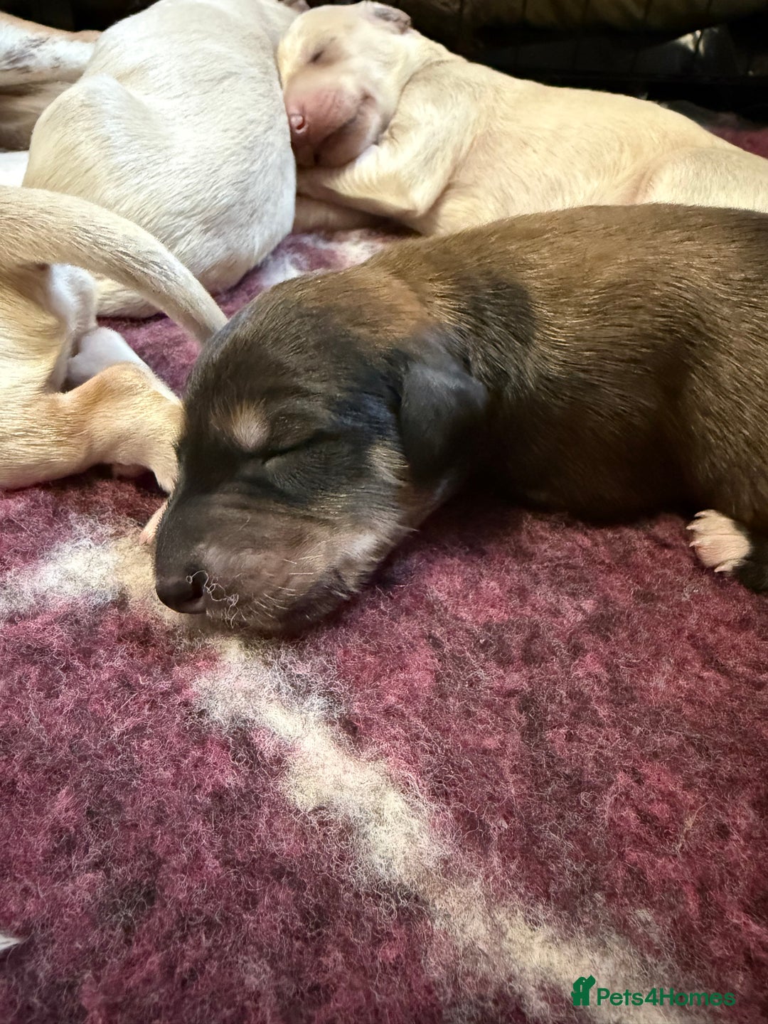 Saluki dogs for sale: Beautiful Saluki  - Image 29