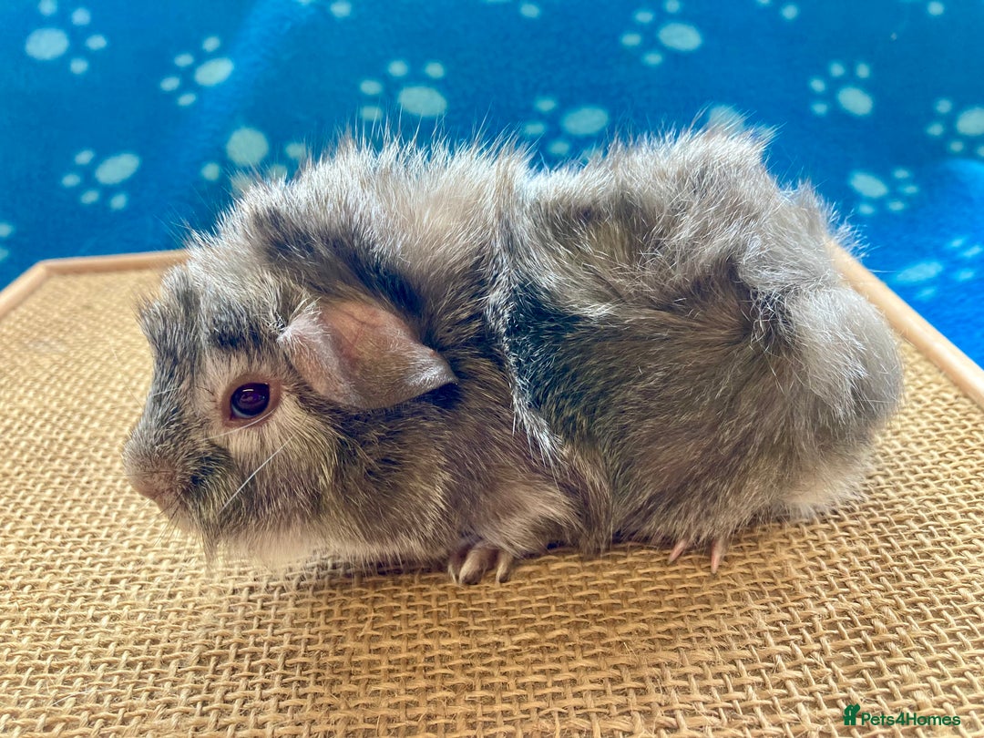 Guinea Pig rodents for sale: Beautiful baby boar Guinea pigs  - Image 6