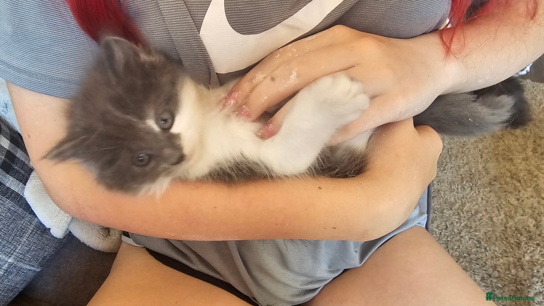 Ragdoll cats for sale: Last gorgous kitten - Image 11